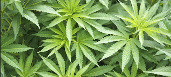 Want To Buy Online Cannabis – What Should You Know?