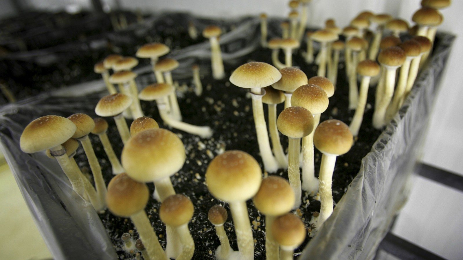 Everything You Need To Know About The Magic Mushrooms