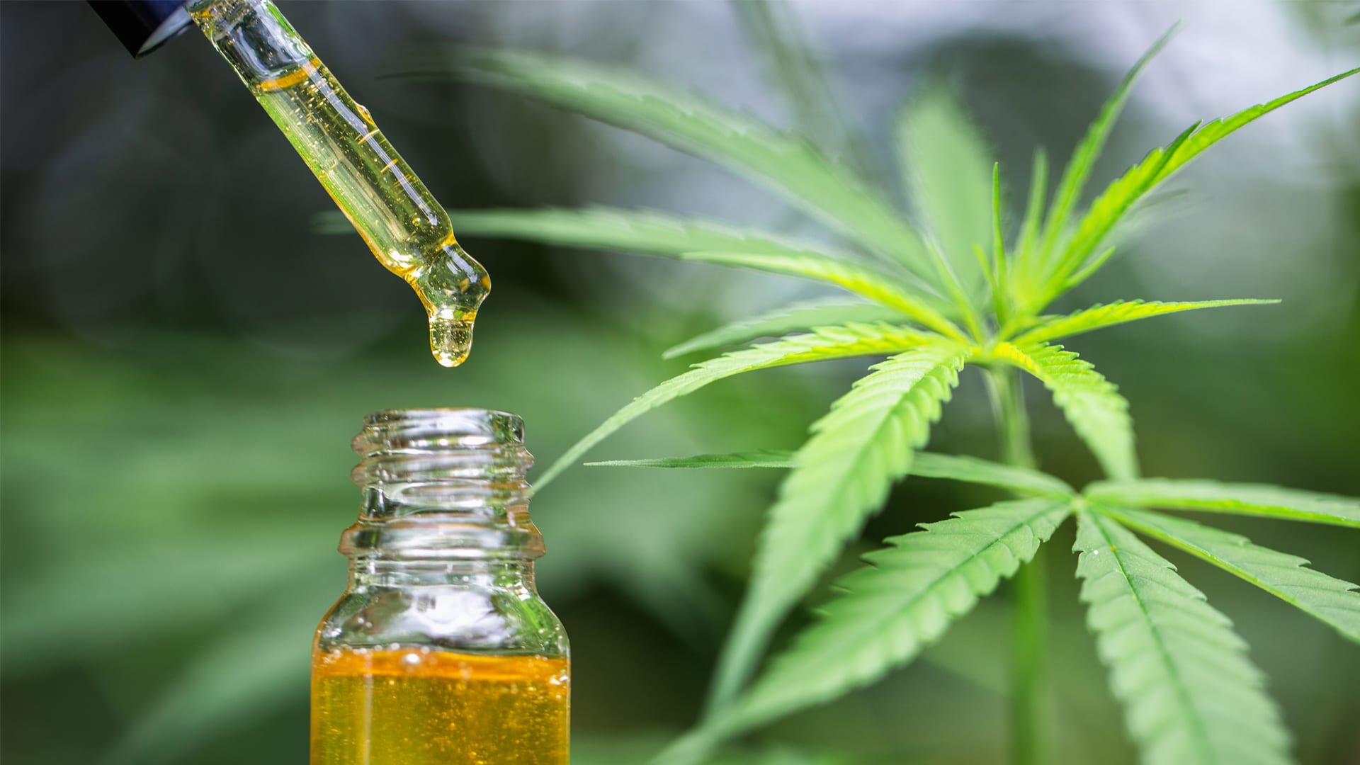 Discover in a particular place all about CBD Herb (CBD Gras)