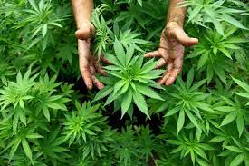 Check out the marijuana retail outlet and fill up your cart with the best
