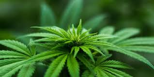 Comprehend everything about the supply to purchase marijuana online