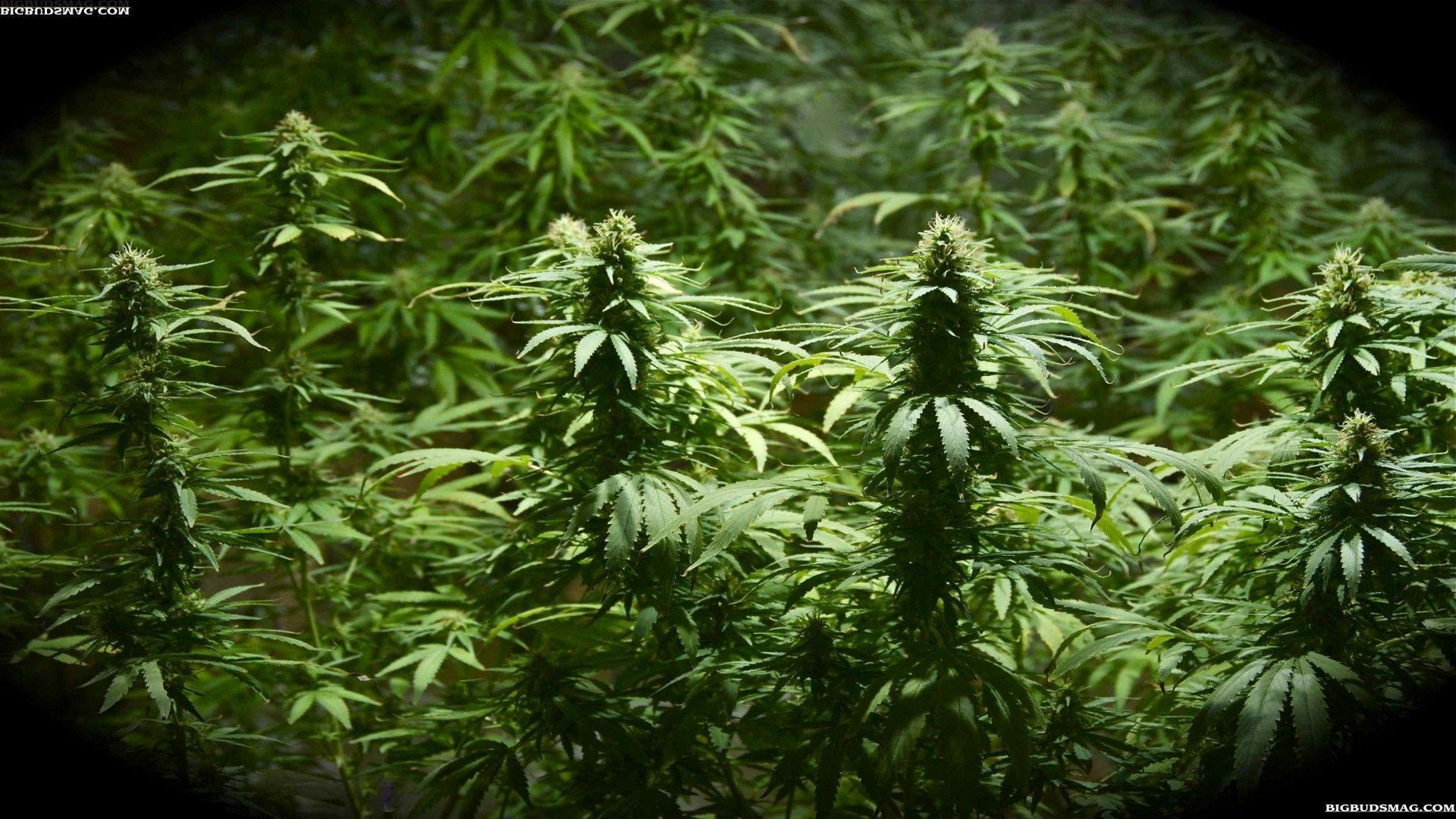 CBD: The Science Behind the World’s Hottest Product