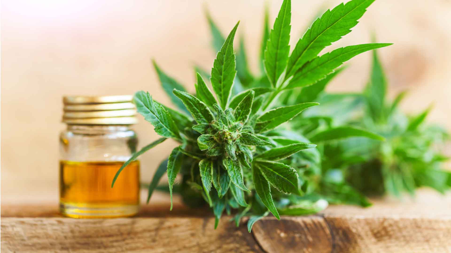 Find out how affordable Cbd flower (Fleur de cbd) are if you go to the right online dispensary