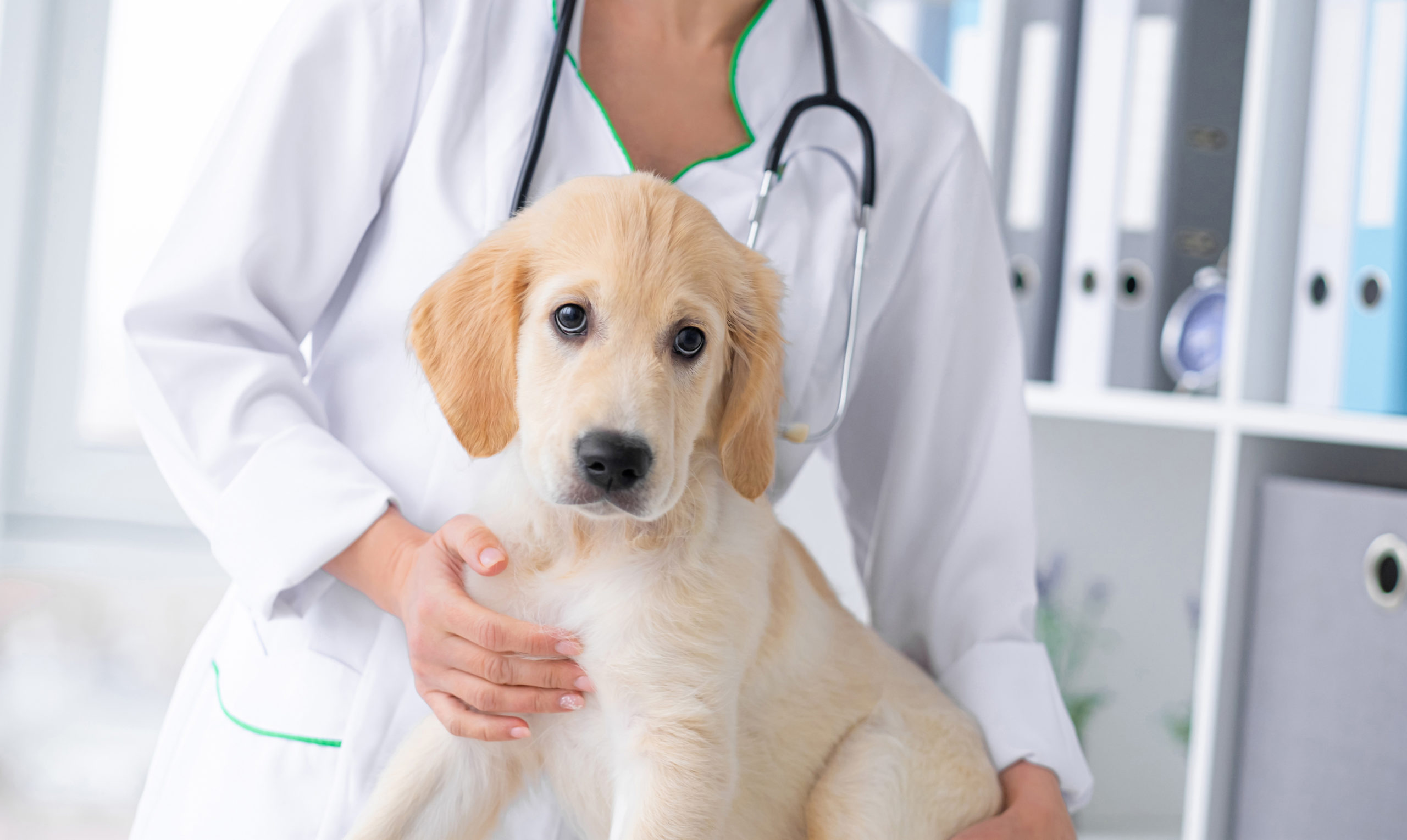Crucial Aspects To Consider About Dog Boarding!