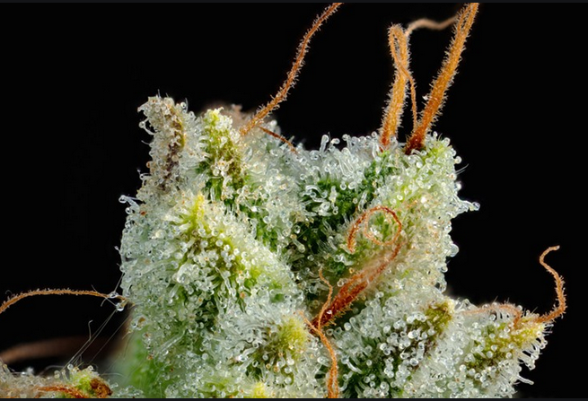 Reasons To Find The Best Canada cannabis