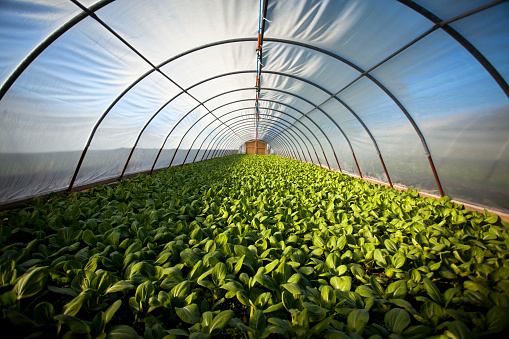 The Very Best 4 Strenuous Plants To Cultivate Within The Greenhouse