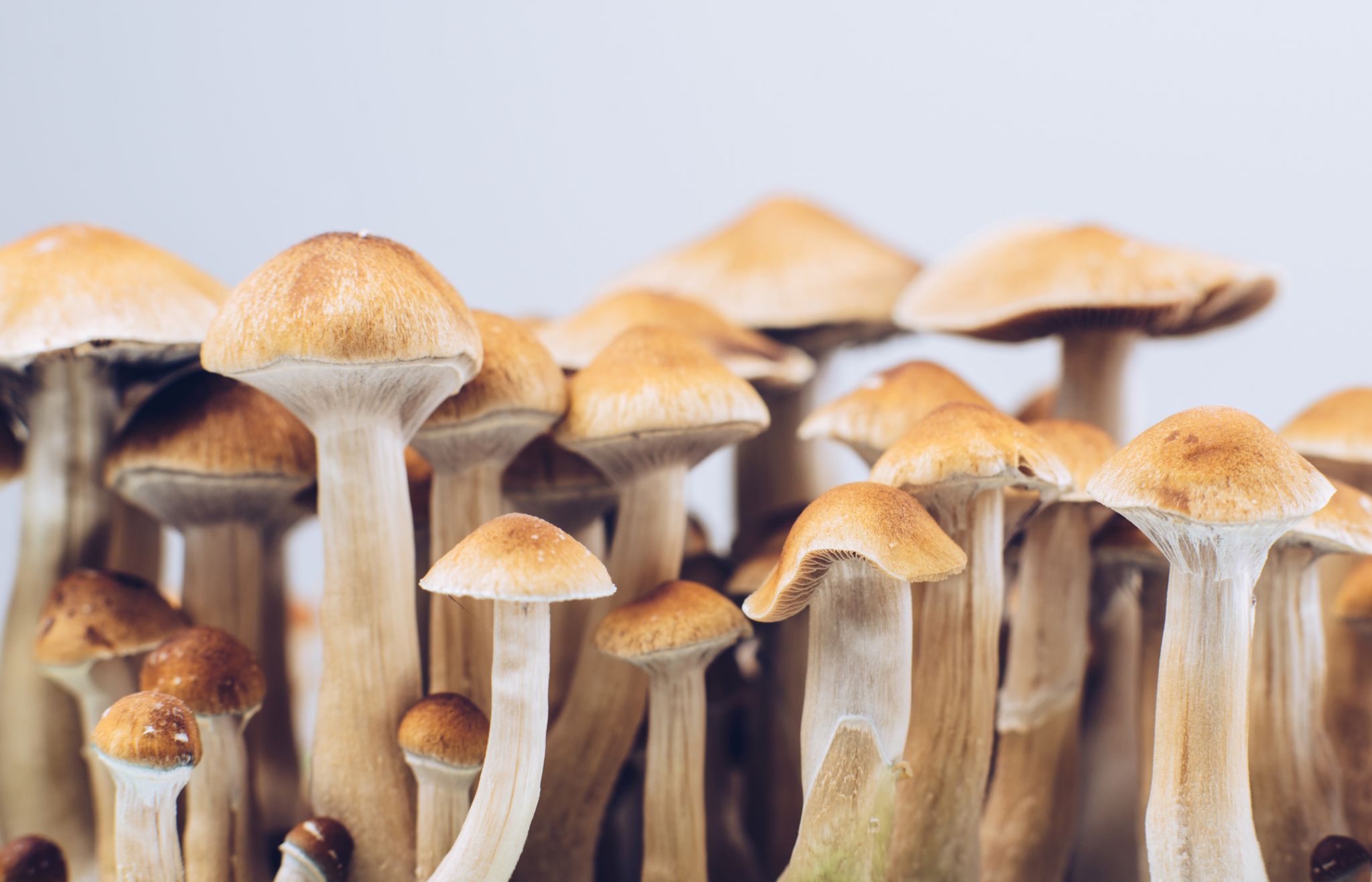 Understanding more before taking mushrooms