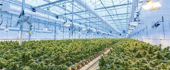 How cannabis-friendly zoning laws impact cannabis real estate investments