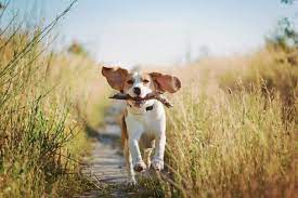 Canine Classroom at Your Fingertips: Mastering Obedience Online